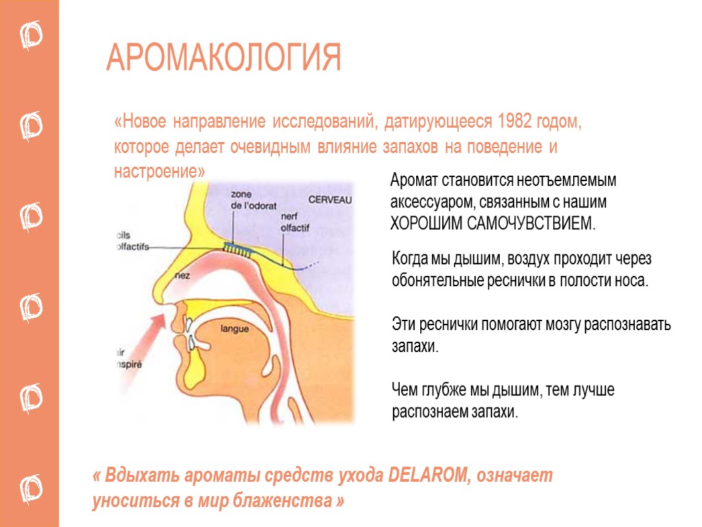 АРОМАКОЛОГИЯ «Новое направление исследований, датирующееся 1982 годом, которое делает очевидным влияние запахов на поведение